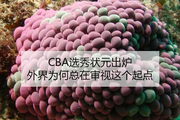 CBA选秀状元出炉 外界为何总在审视这个起点